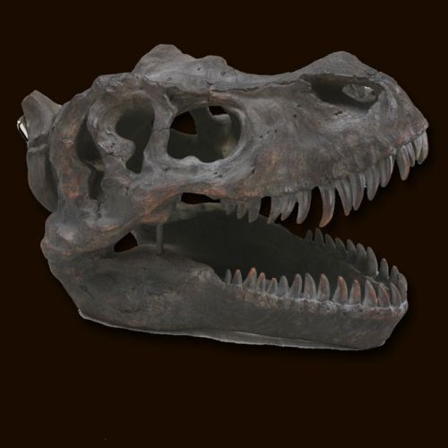 Large TRex Skull Wall Head